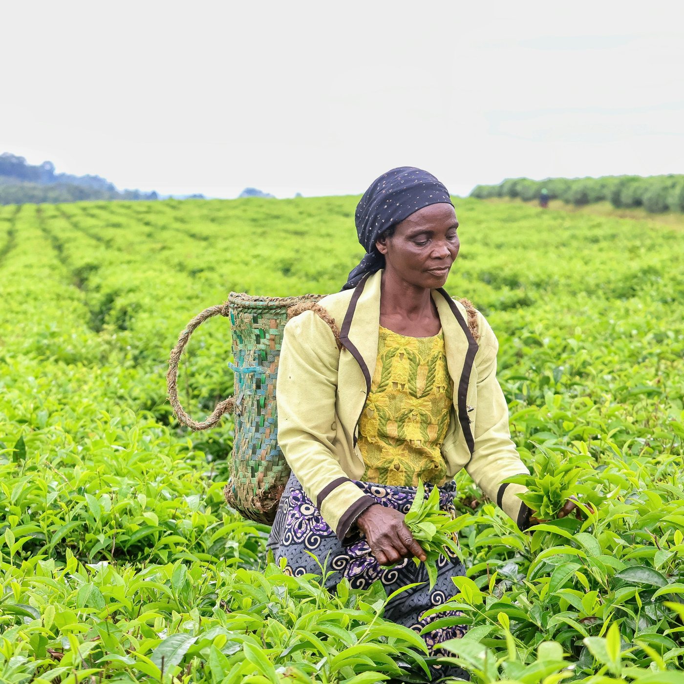 A farmer carrying a woven basket through a tea plantation